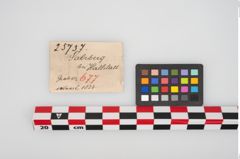 Etikett zu Bronzemehrkopfnadel (NHMW-PRAE-025737)